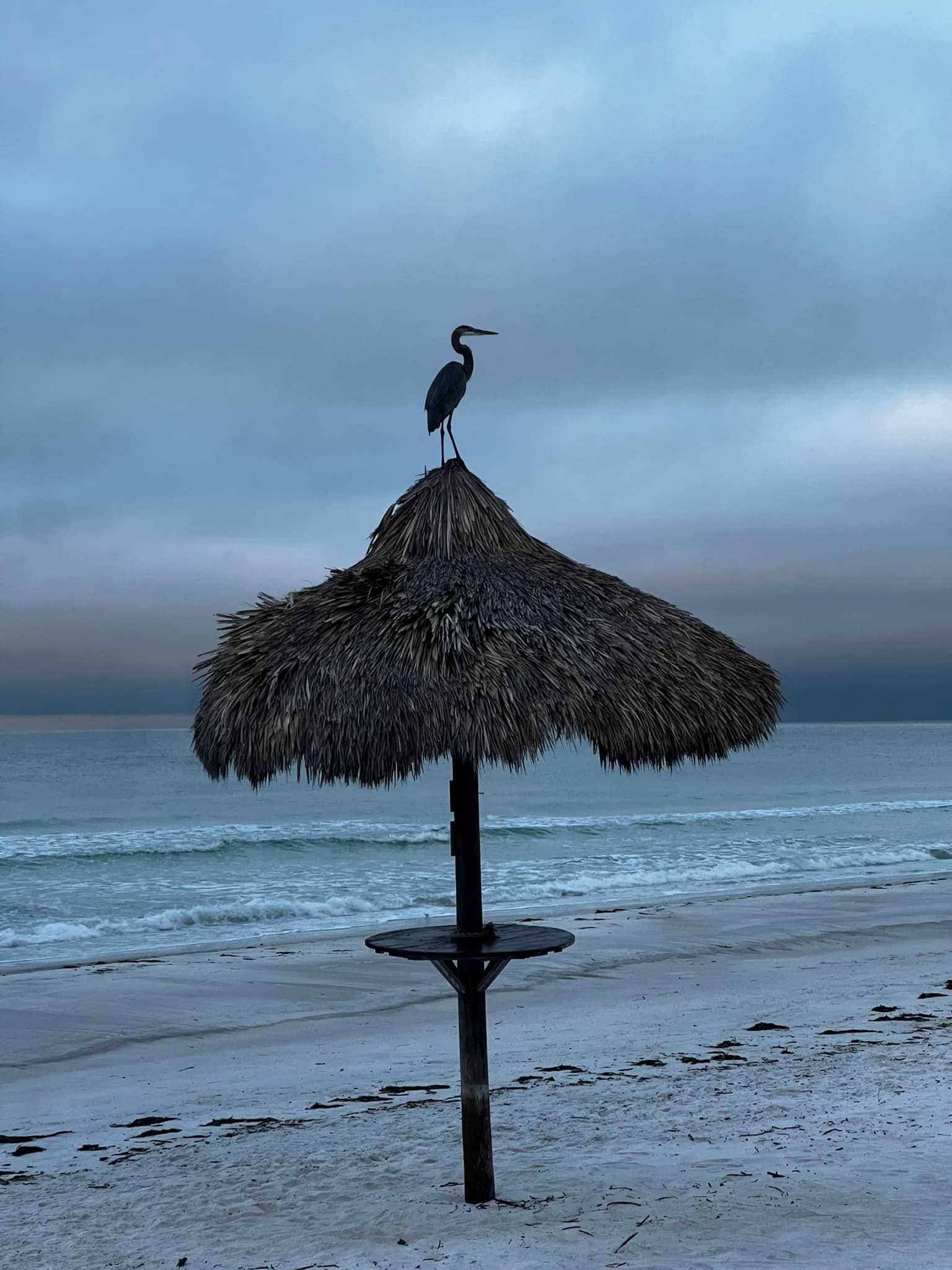 A heron perched atop a thatched umbrella on a beach with waves under a cloudy sky.