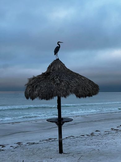 A heron perched atop a thatched umbrella on a beach with waves under a cloudy sky.