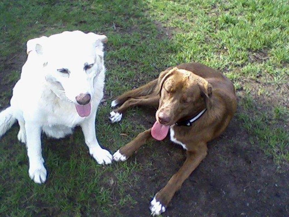 A white dog and a brown dog laying in the grass