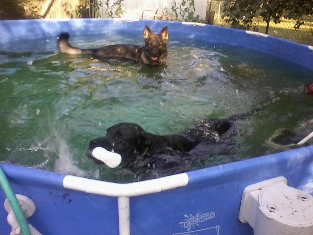 Two dogs are swimming in a pool with a hose attached to it