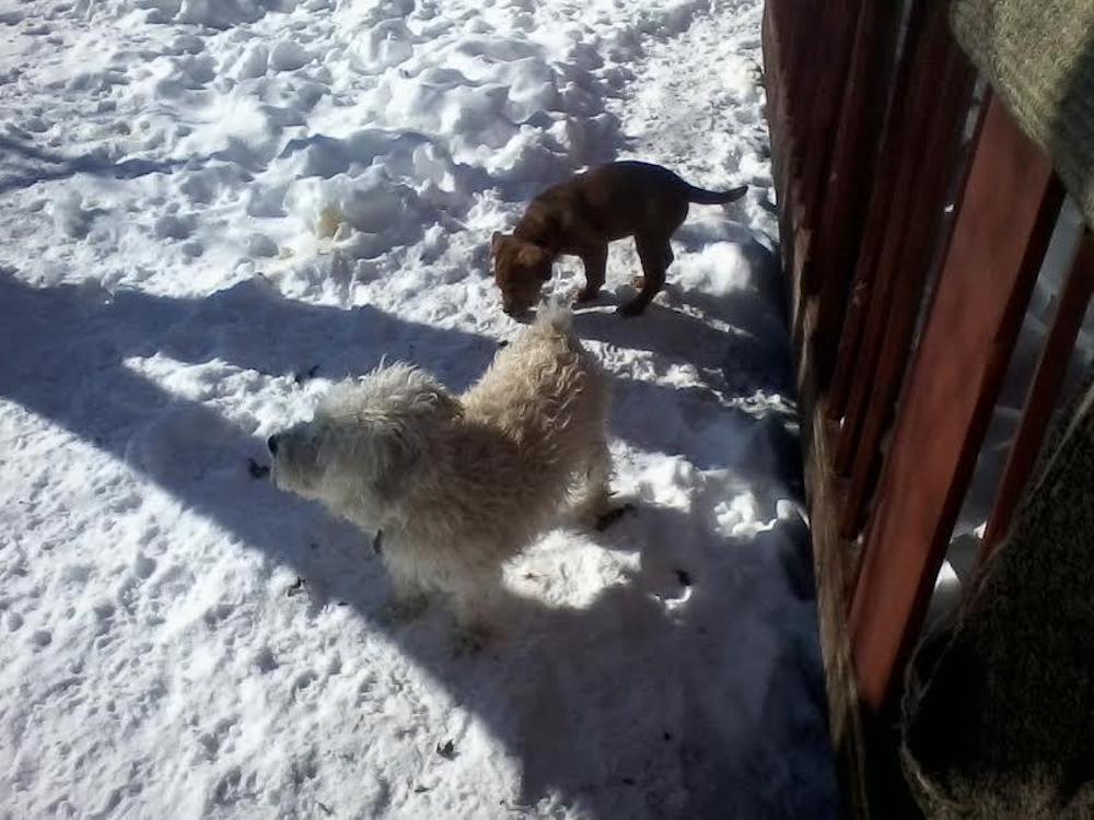 Two dogs are playing in the snow near a fence