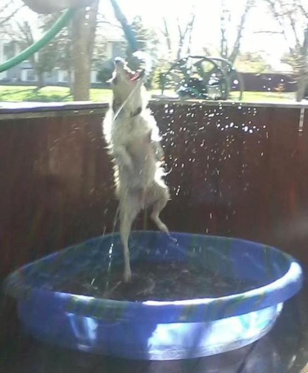 A dog standing on its hind legs in a pool of water