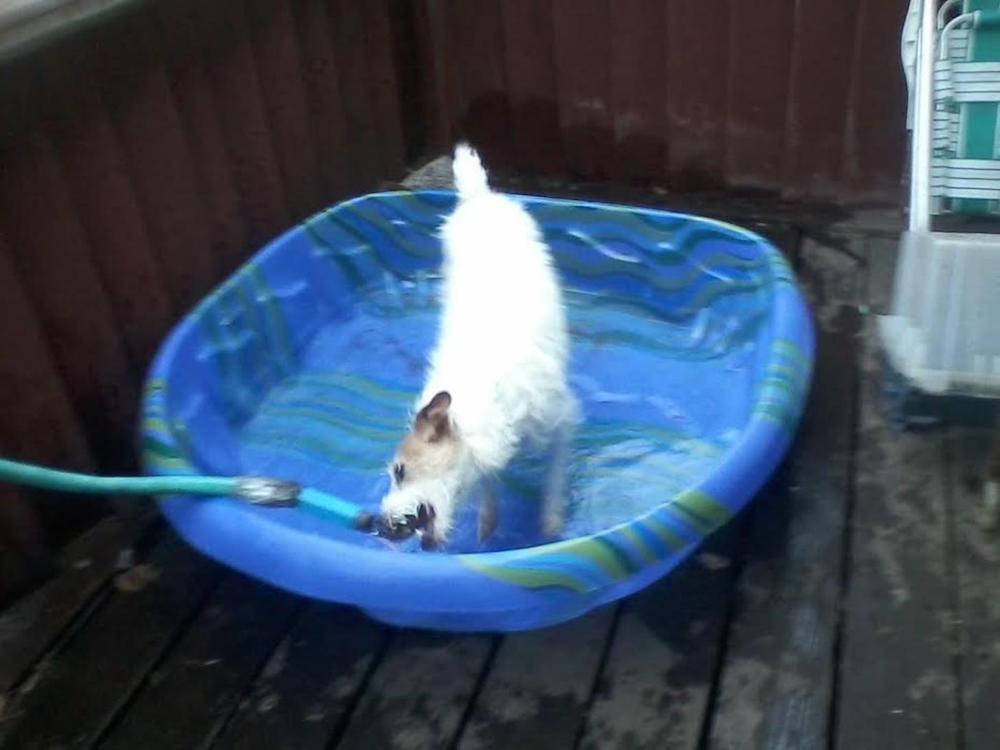 A dog is playing in a blue pool with a hose attached to it
