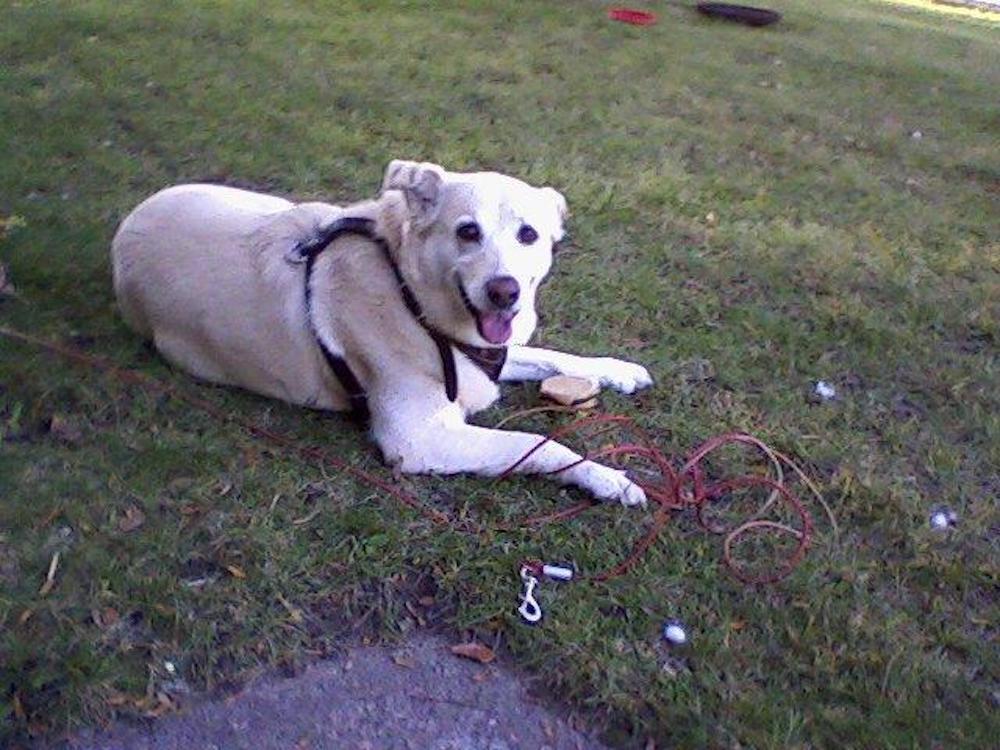 A white dog wearing a harness is laying in the grass