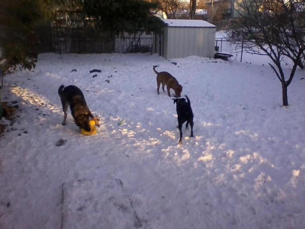 Three dogs are playing in the snow in a backyard