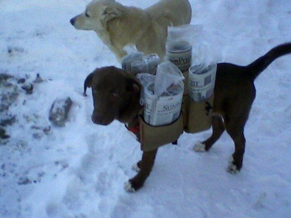A brown dog is carrying rolls of toilet paper