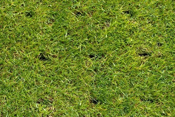 lawn aeration and overseeding solutions in brooklyn ny