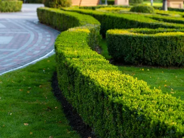 Professional lawn care services in Brooklyn, NY
