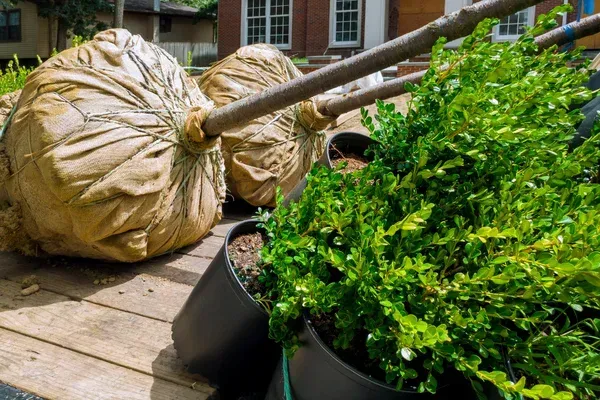 tree installation services in brooklyn ny