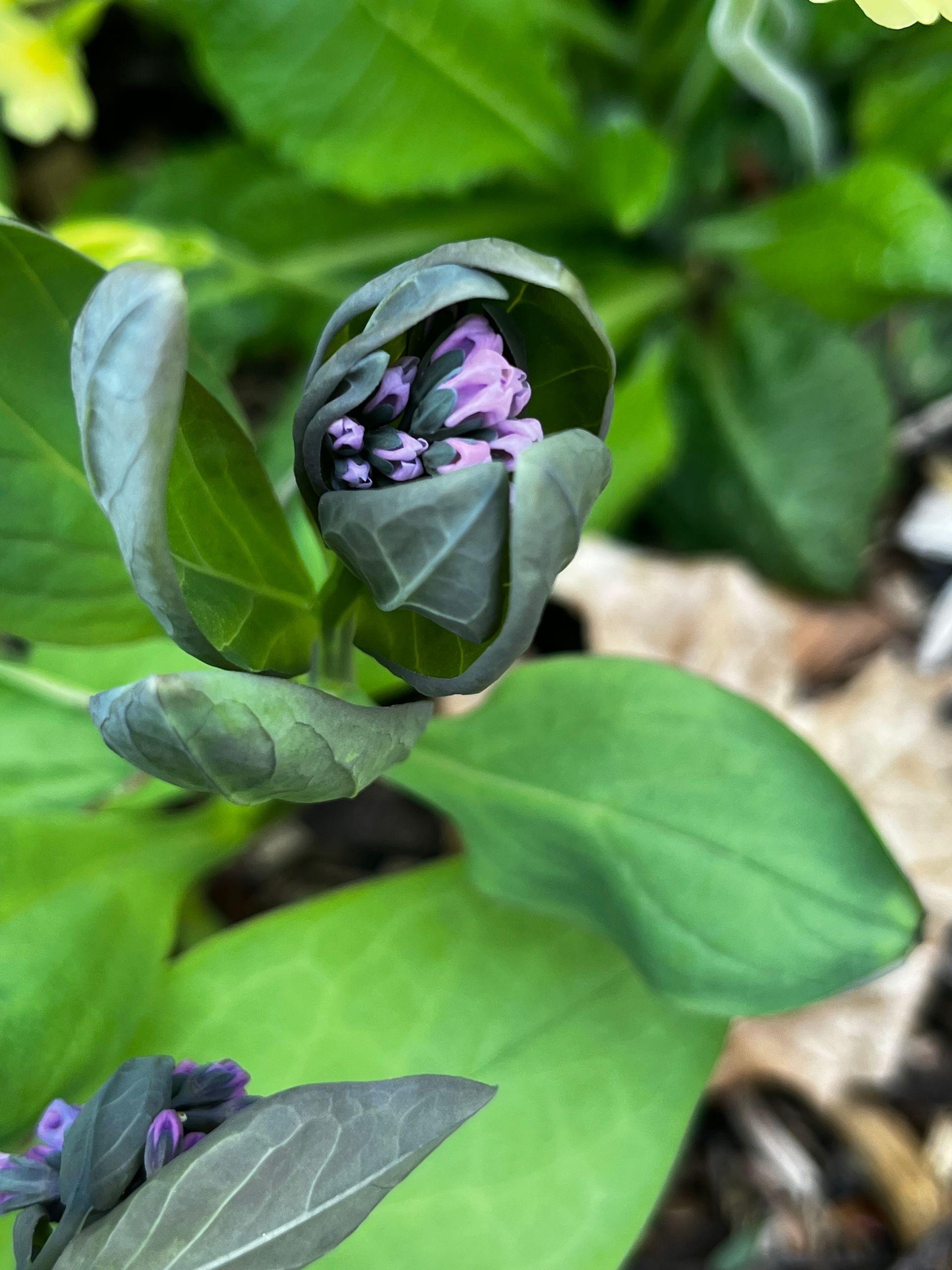 A close up of a flower bud with purple flowers