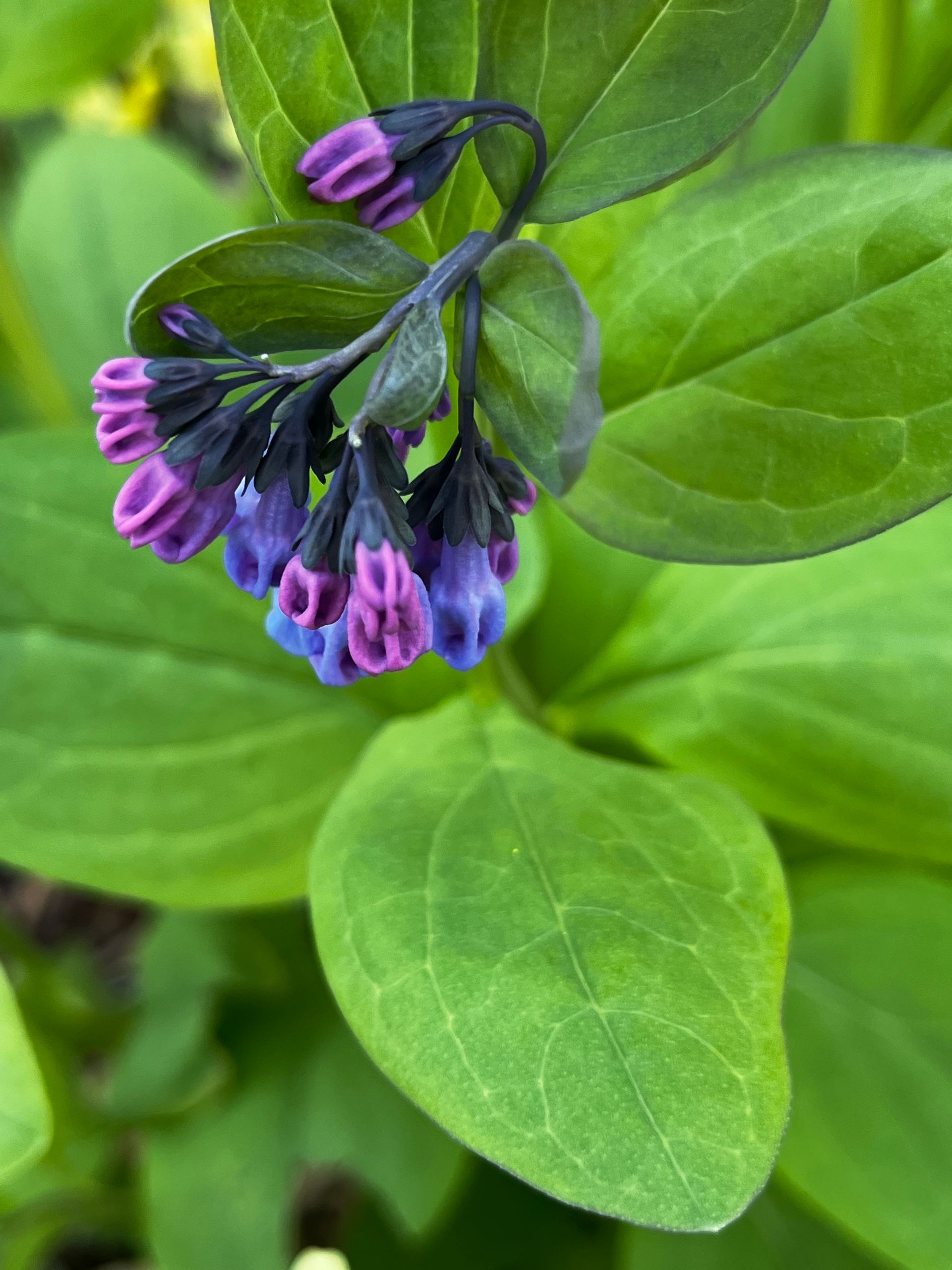 A close up of a plant with purple and blue flowers and green leaves.
