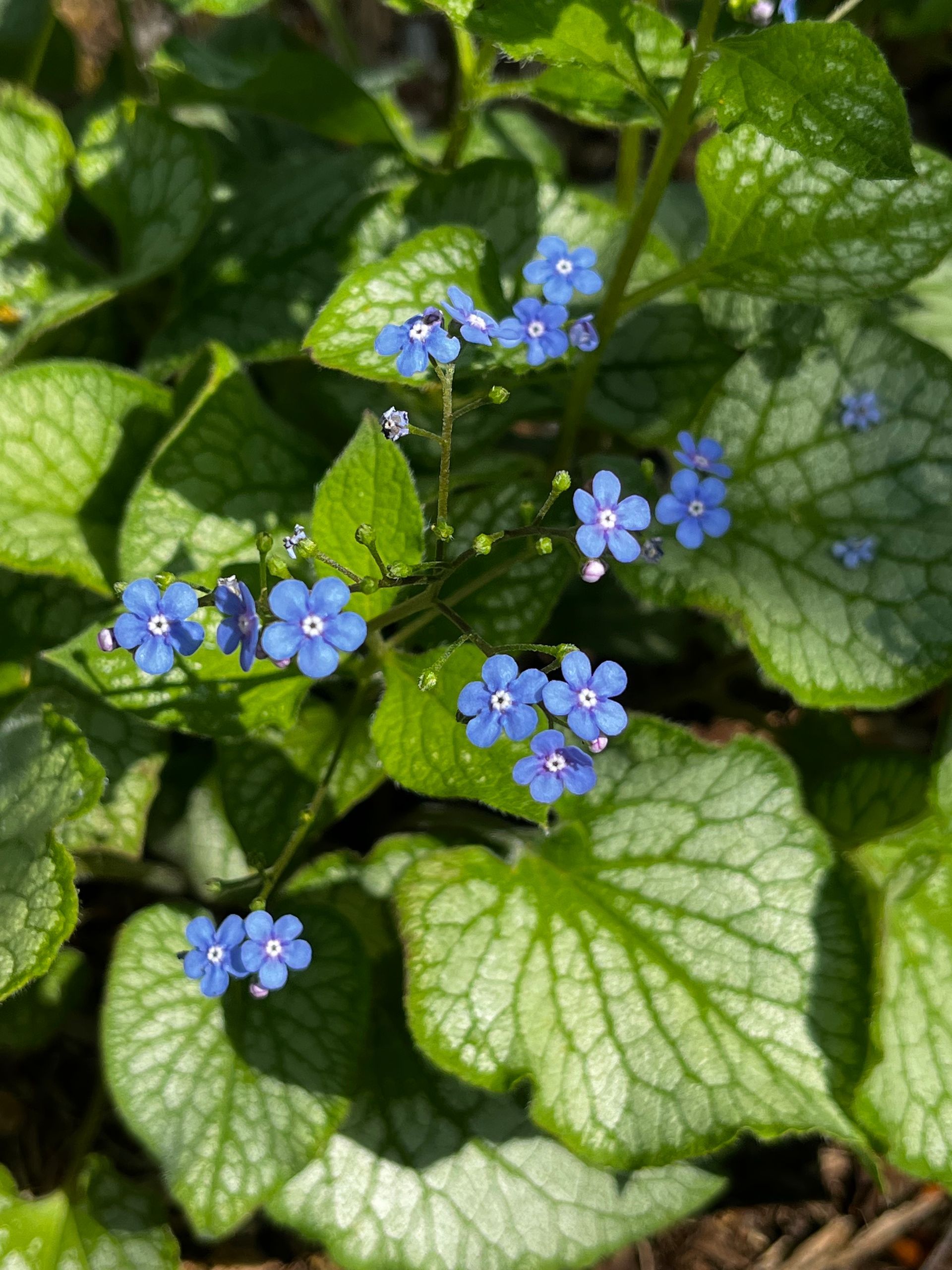 A plant with blue flowers and green leaves