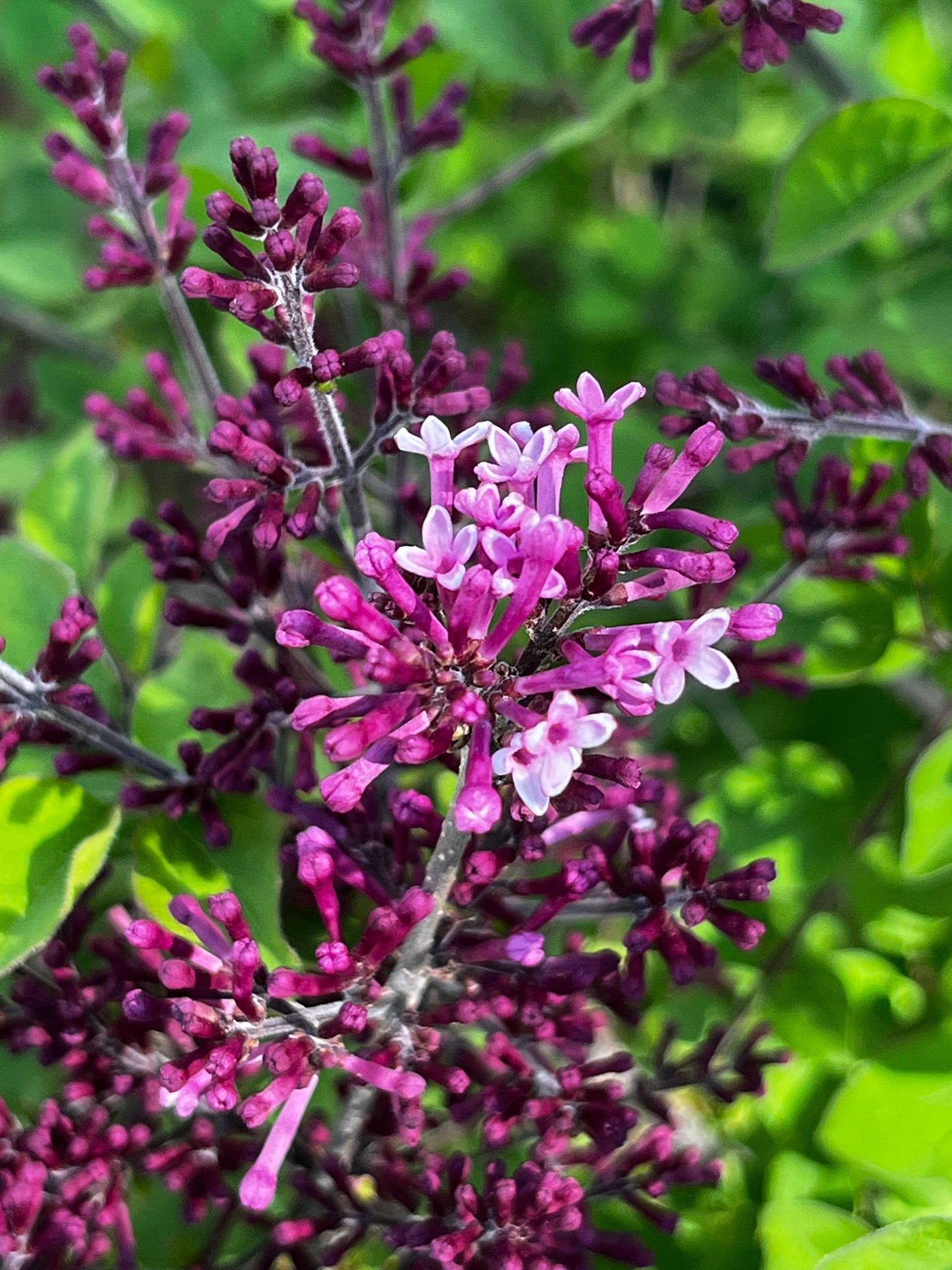 A close up of purple flowers on a plant with green leaves.