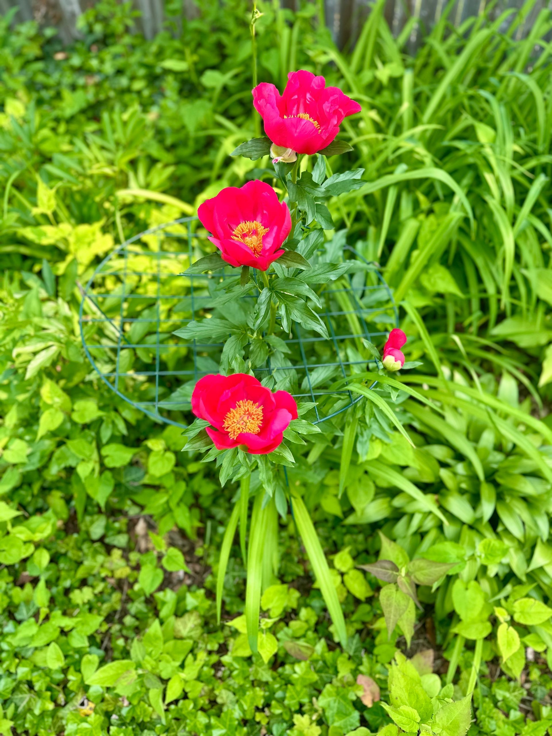 Three red flowers are growing in a garden surrounded by greenery.