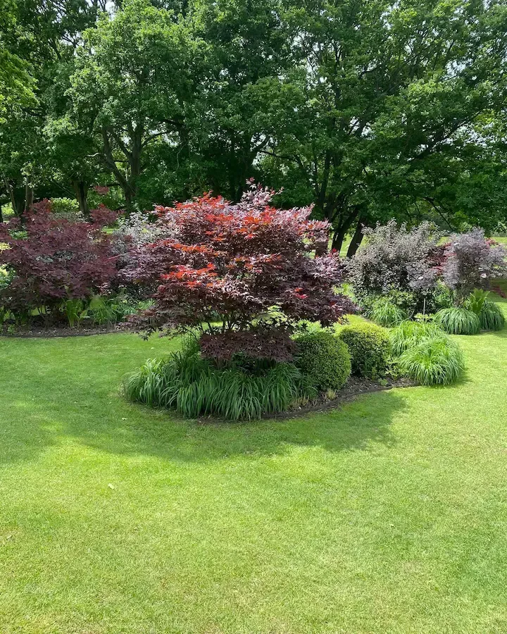 Red Japanese maple tree surrounded by green plants and lawn, with trees in the background on a sunny day.