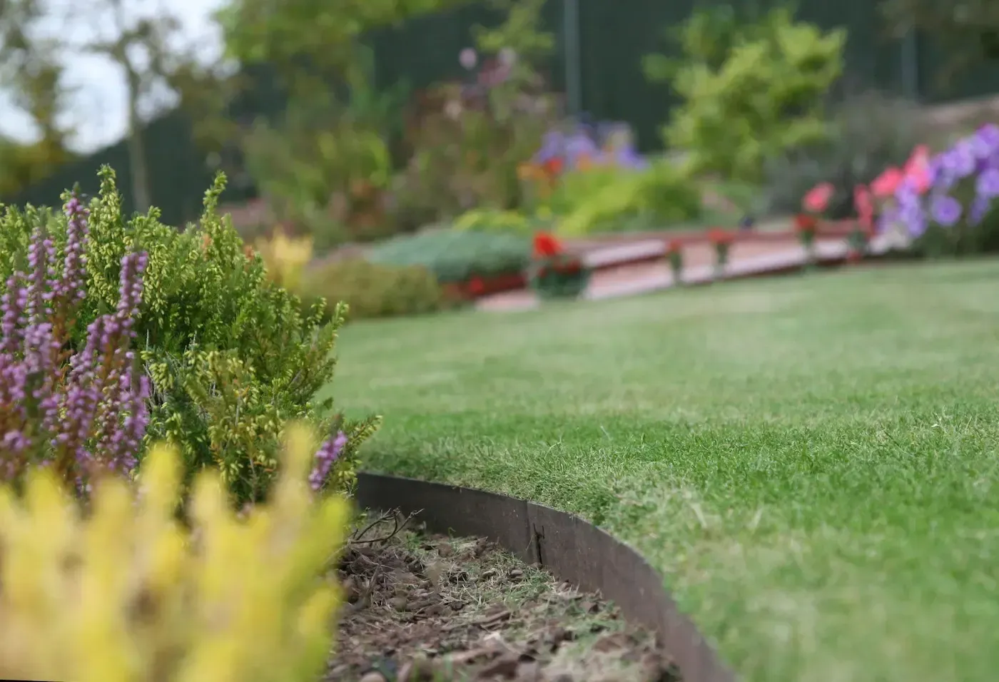 A lush green lawn with purple flowers in the foreground and a metal edging in the background.