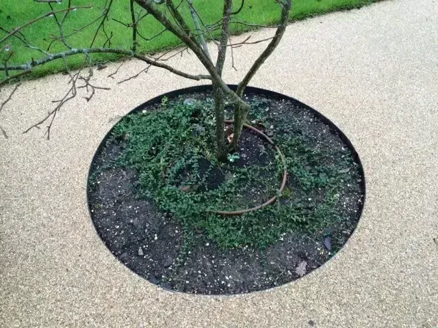A circular metal tree ring embedded in a light-colored gravel path, containing soil and low-growing ground cover.