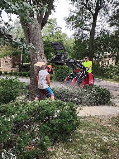 A man is cutting down a tree with a chainsaw.