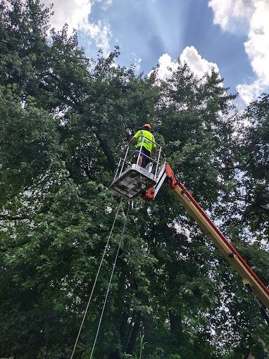 A man is cutting a tree with a crane.