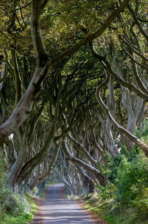 The dark hedges,Northern Ireland