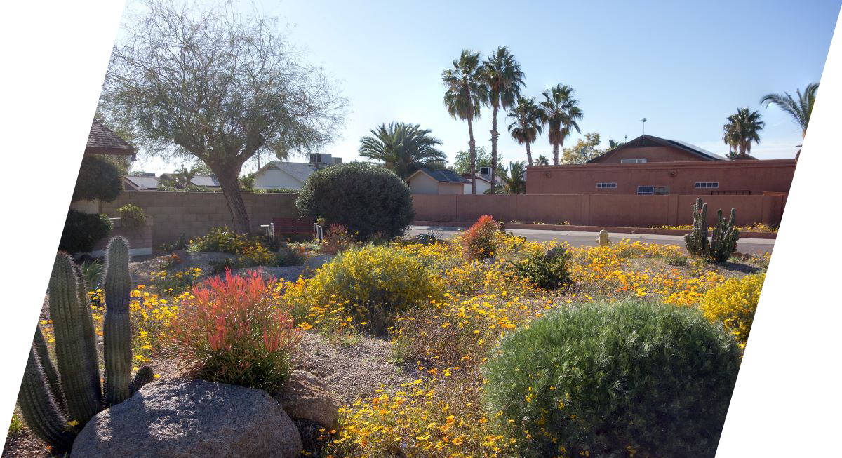 Desert landscape with colorful flowers, cacti, and palms; a brick building in the background.