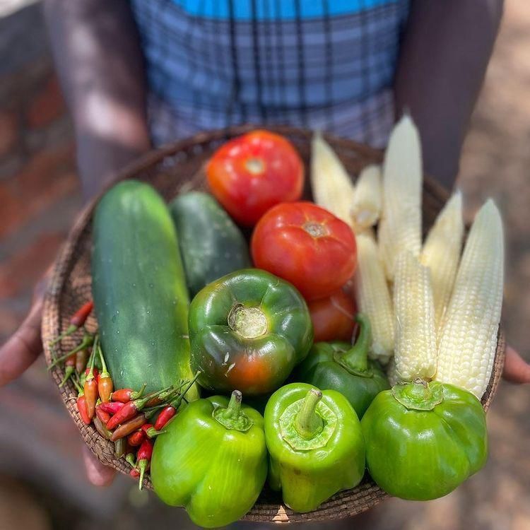 A person is holding a basket of vegetables