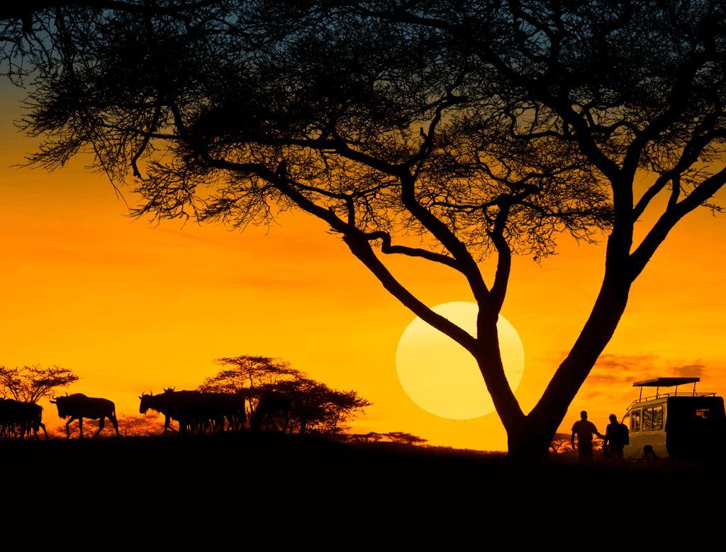 A group of animals standing under a tree at sunset