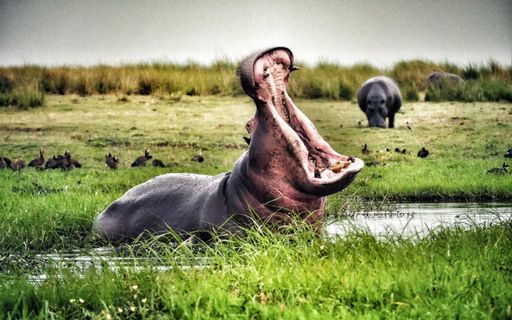 A hippopotamus is laying in the grass with its mouth open.