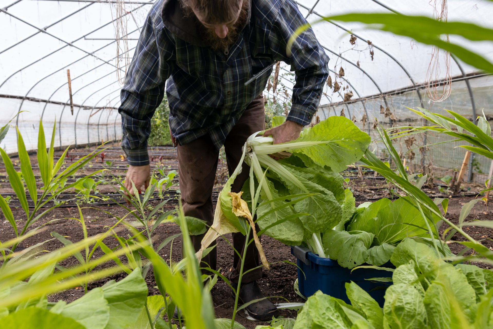 A man is standing in a greenhouse looking at plants.