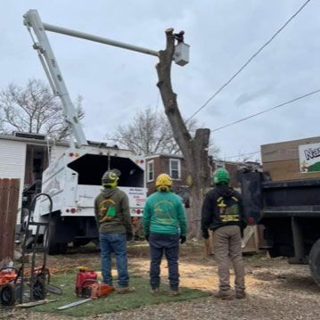 Men Watching Arborist Work — Moorefield, WV — Rodriguez Tree Service