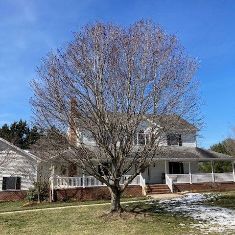 Clean Looking Tree — Moorefield, WV — Rodriguez Tree Service