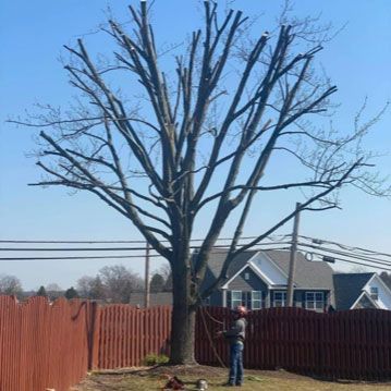 Big Tree — Moorefield, WV — Rodriguez Tree Service