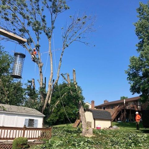 Arborist Trimming a Tree — Moorefield, WV — Rodriguez Tree Service