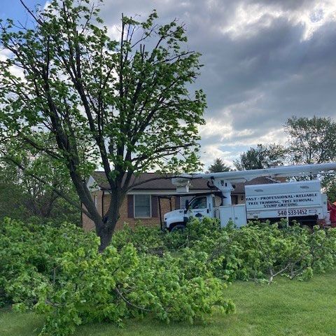 Trimmed Tree — Moorefield, WV — Rodriguez Tree Service
