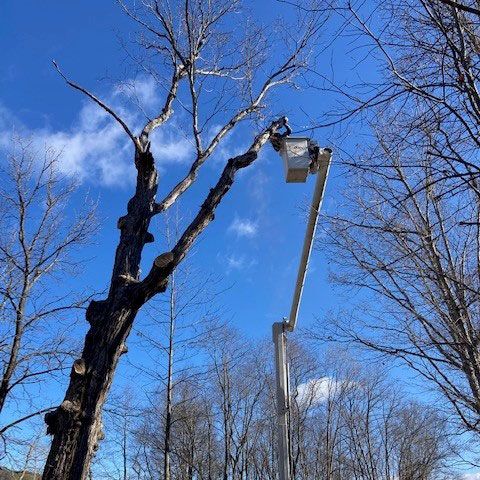 Arborist Working on An Elevated Platform — Moorefield, WV — Rodriguez Tree Service