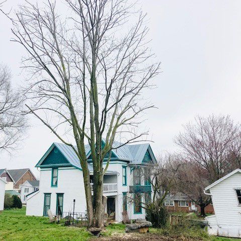 Tall Tree — Moorefield, WV — Rodriguez Tree Service