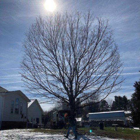Well-Trimmed Tree — Moorefield, WV — Rodriguez Tree Service