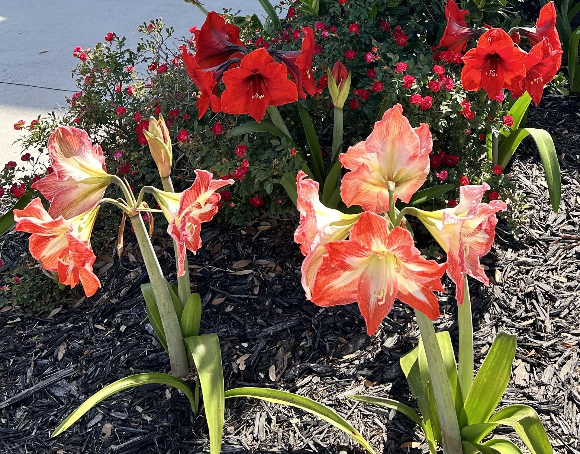 Flowers on Amelia Island