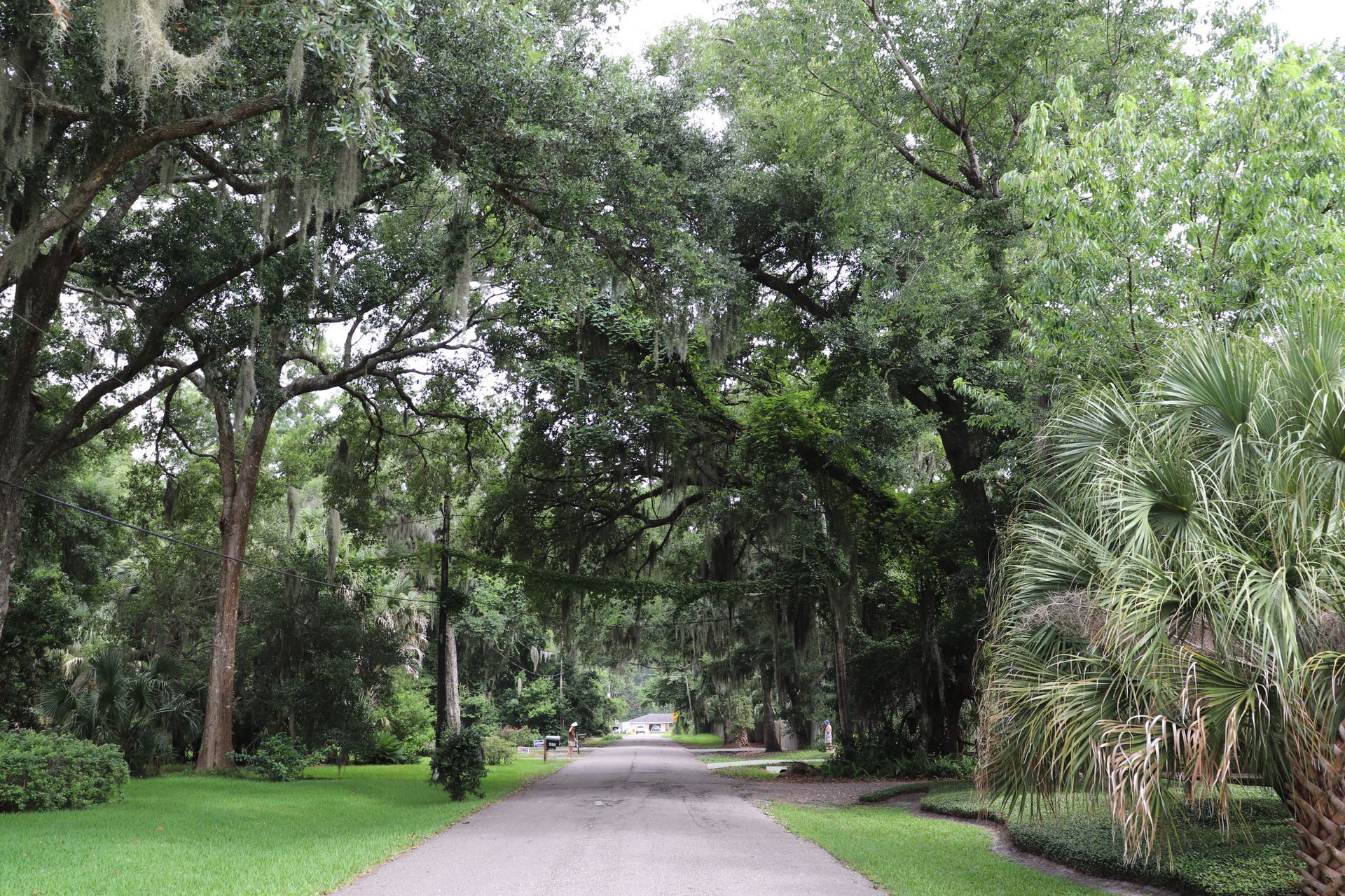 Picture of Canopy Rd on Ameilia Island