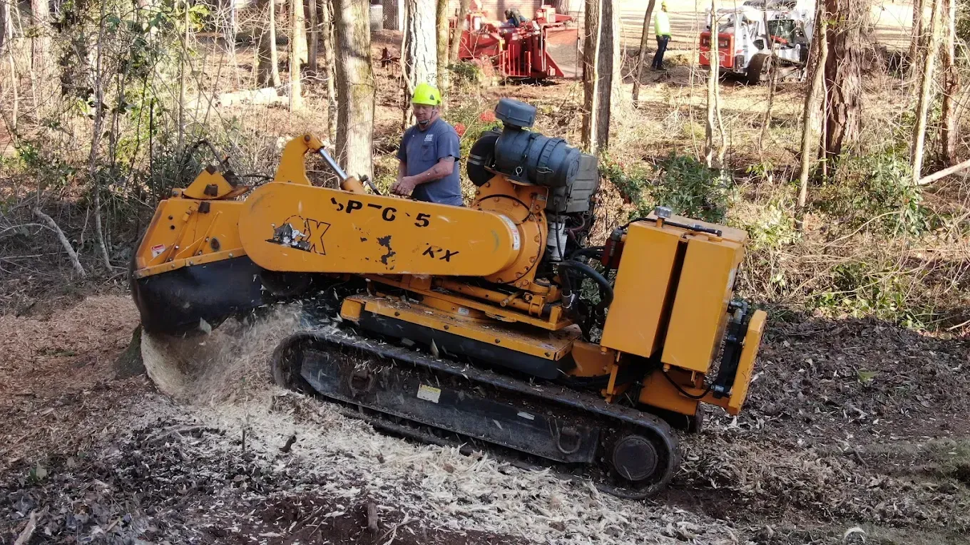 Yellow stump grinder operated by a person, grinding wood into mulch in a wooded area.