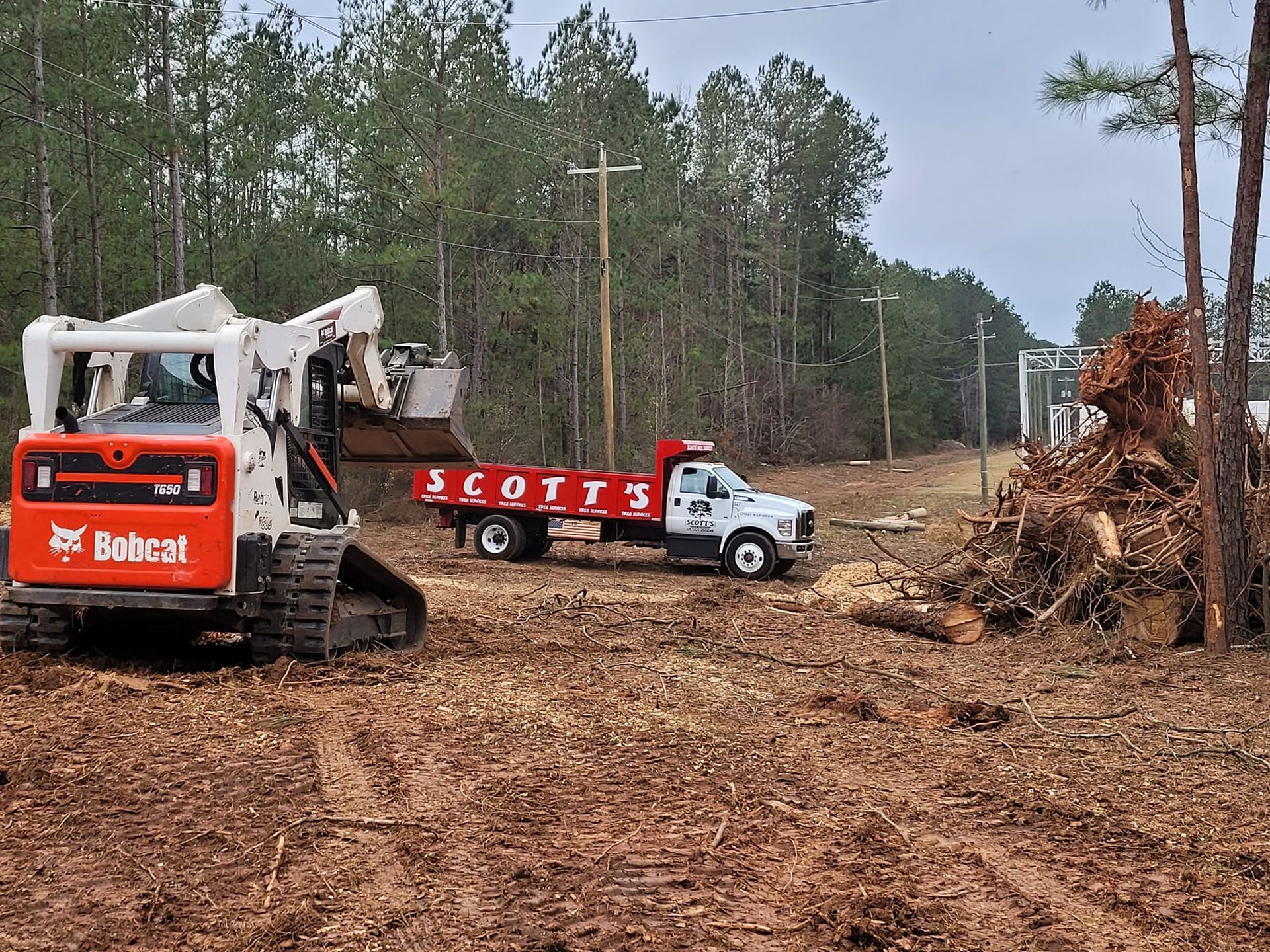 Bobcat skid steer loading a Scotts truck with wood chips. Clearing trees in a wooded area.
