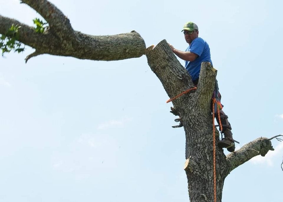 Arborist cutting a large tree branch with a chainsaw against a light blue sky.
