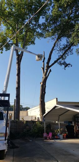 A tree being trimmed by a worker in a bucket lift; clear blue sky in the background.