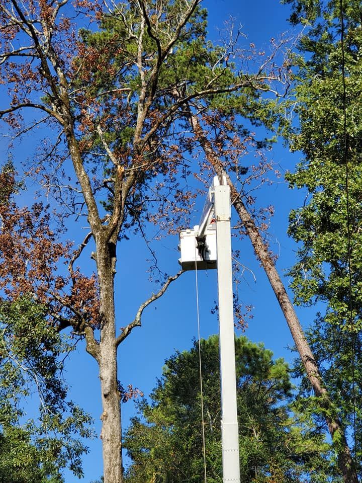 Utility pole with transformer, tree branches, blue sky, and green foliage.