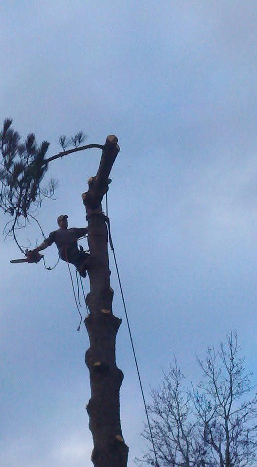 Arborist in tree, cutting branches with a chainsaw, secured by ropes. Cloudy sky background.