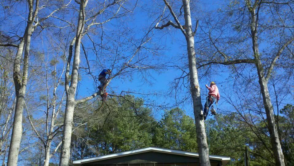 Two people climbing trees on a sunny day near a building; pruning branches.