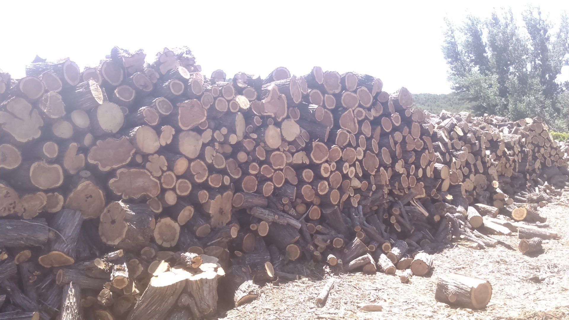 Cedar stalk pile - Firewood in Santa Fe, NM