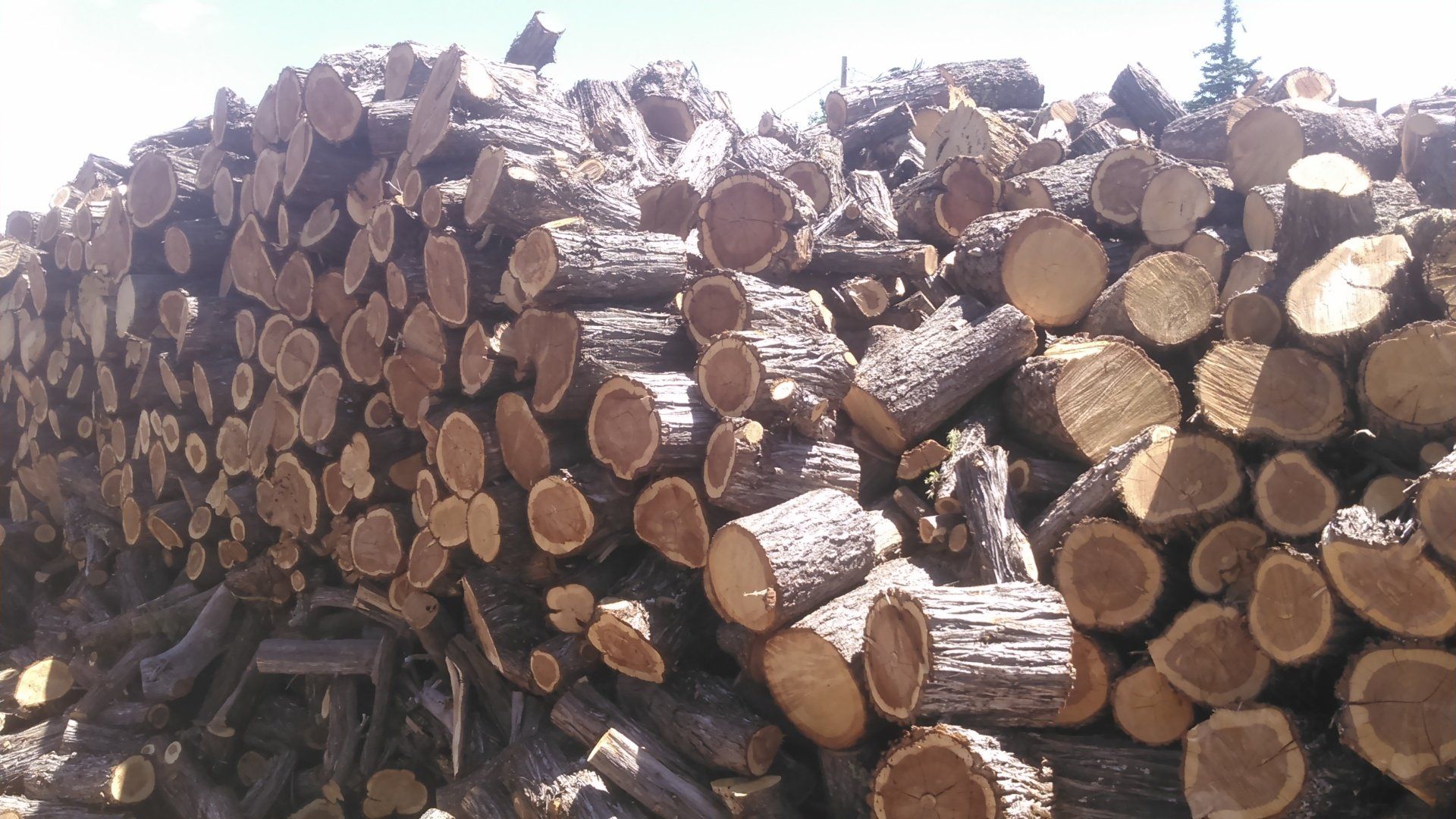 Stalk pile of cedar wood - Firewood in Santa Fe, NM