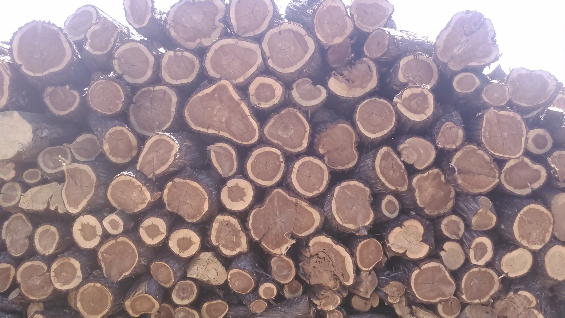 Pile of cedar firewood - Firewood in Santa Fe, NM