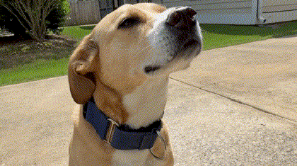 picture of a dog picture of a dog